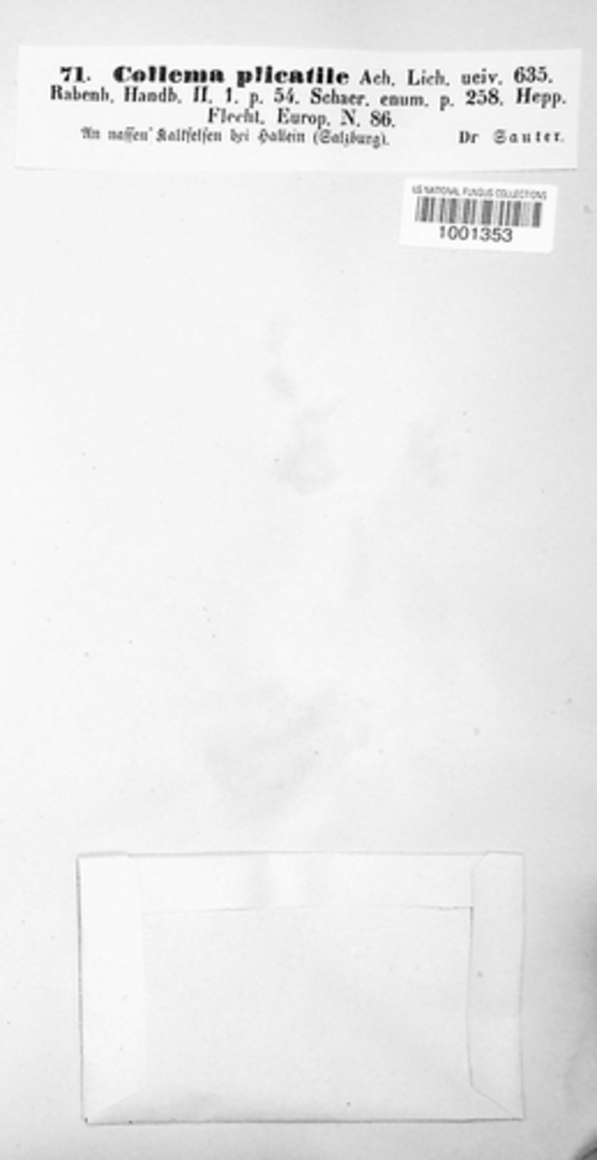 Scytinium plicatile image